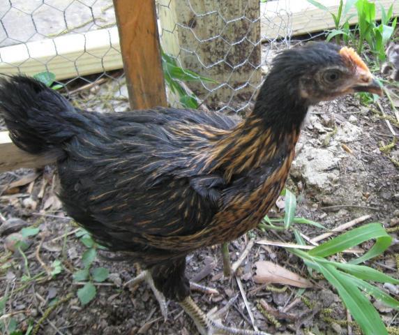 89827_canonpowershot_025.jpg