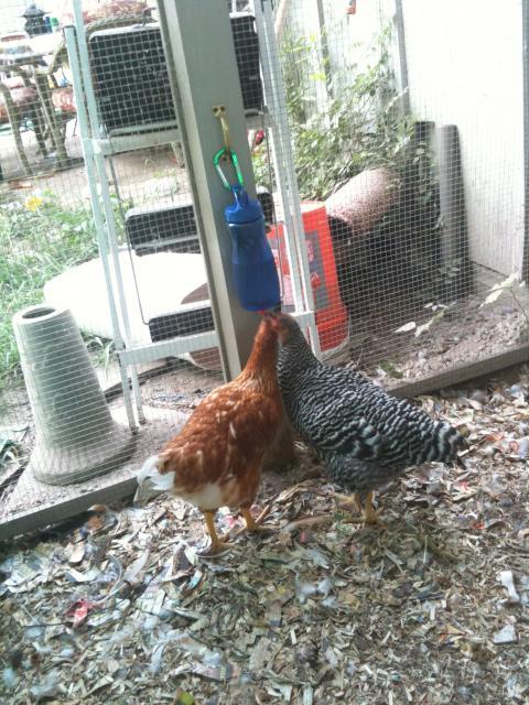 89827_iphonepix_106.jpg