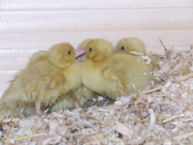 89847_animals_017.jpg