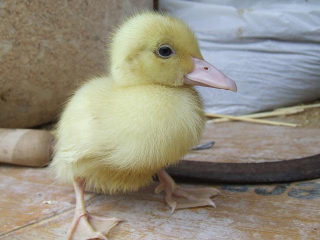 89847_animals_019.jpg