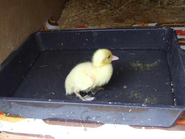 89847_animals_020.jpg