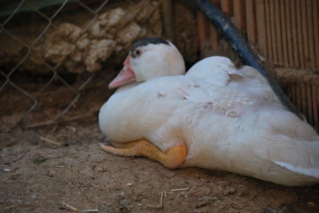89847_spring_animals_034.jpg