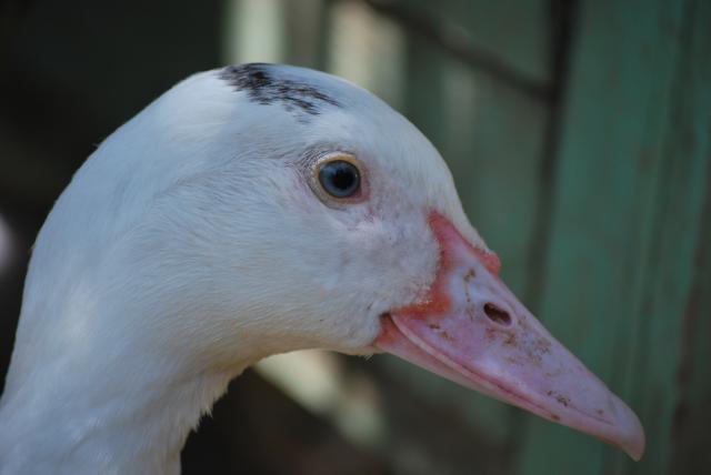 89847_spring_animals_050.jpg