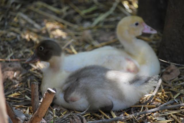 89847_spring_animals_076.jpg