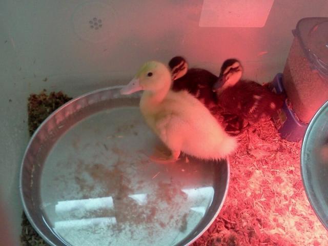 89854_duck1.jpg