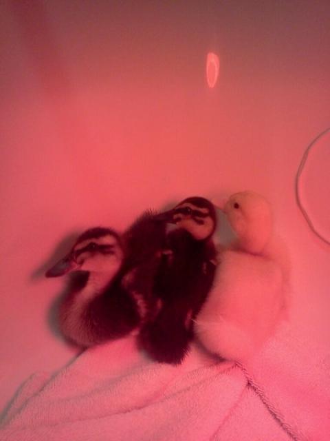 89854_duck2.jpg
