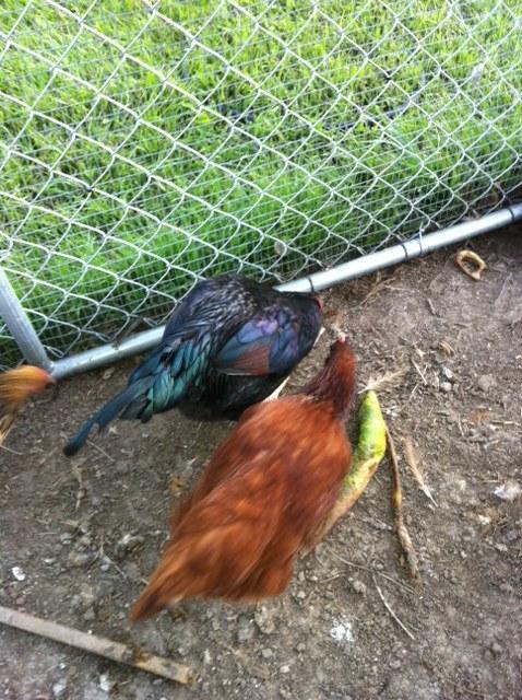 89861_roostertopview.jpg