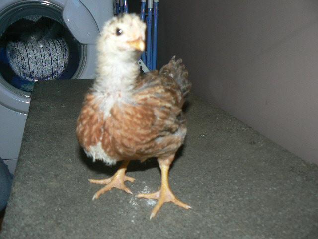 89898_baby_chicks_3_wks_3_days_026.jpg