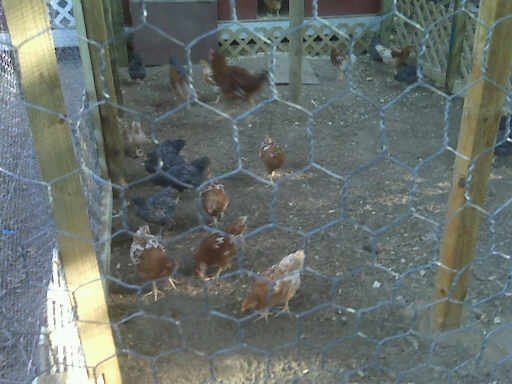 8992_chickens.jpg