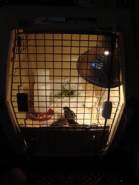 89944_chicks_new_digs_5-30-11.jpg