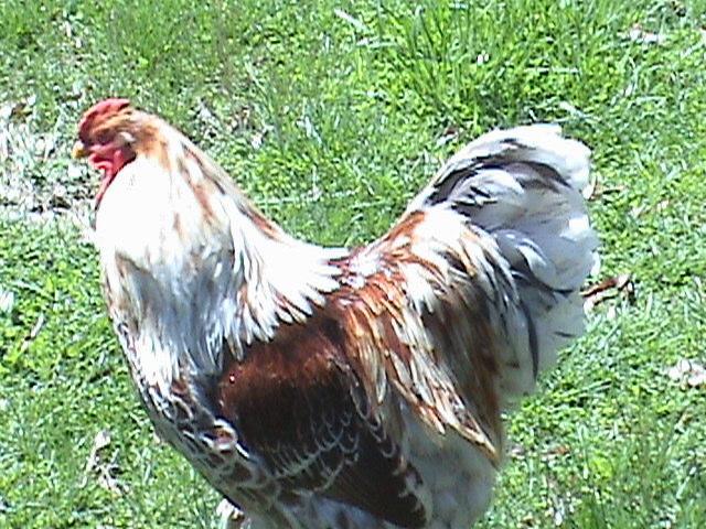 89989_rooquilt_005.jpg