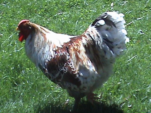 89989_rooquilt_006.jpg
