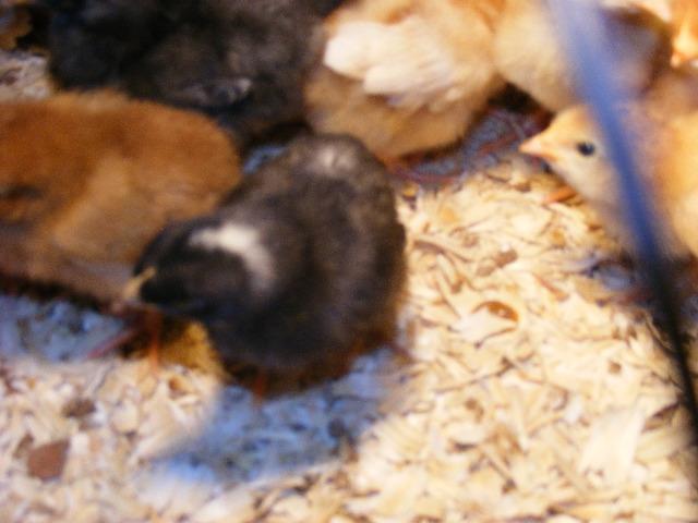 90013_easter_chicks_010.jpg