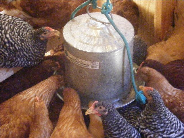 90013_hen_house_5.jpg