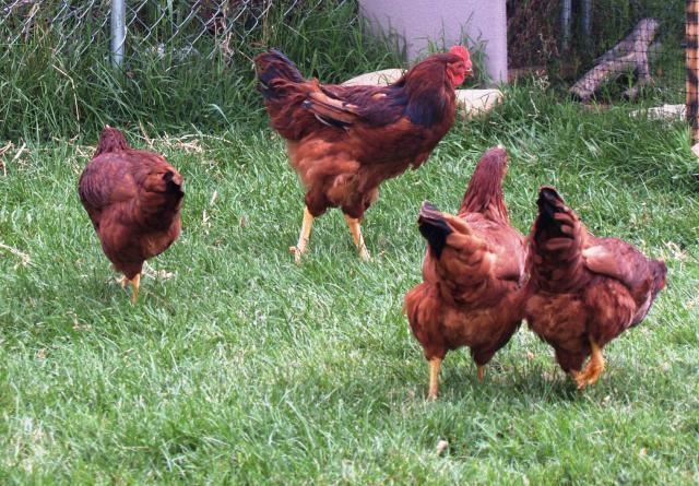 90067_fancy_and_hens.jpg