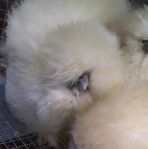 9007_0914091405a.jpg