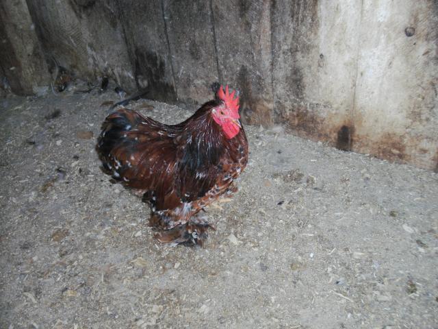 900_byc_001.jpg
