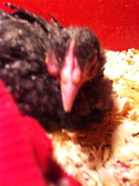 90142_photo6.jpg