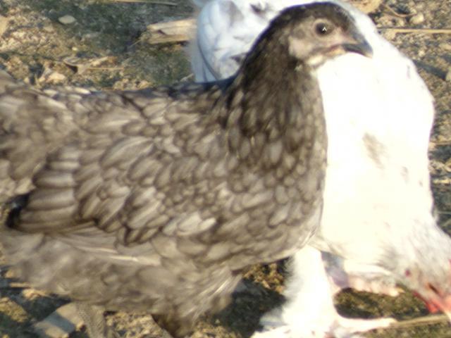 90186_008.jpg