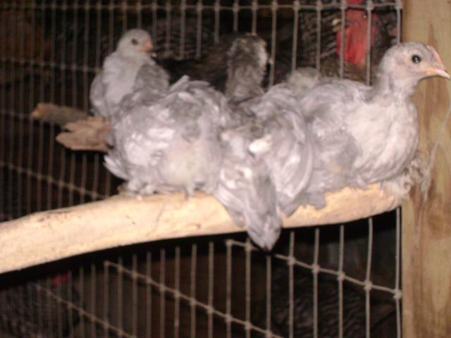 90186_093.jpg
