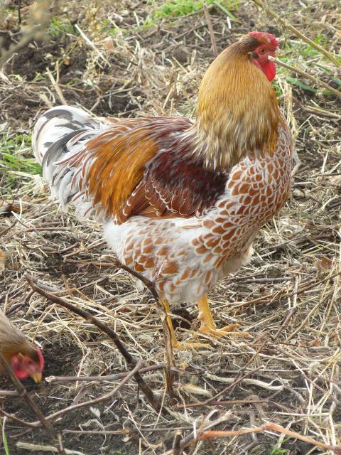 90192_p1010226.jpg