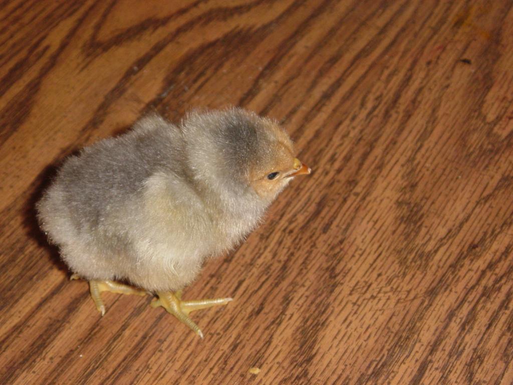 90288_f_eggs_chicks_005.jpg