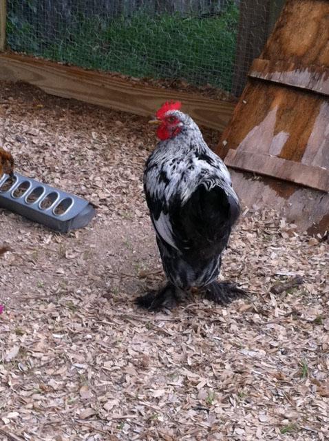 90311_boppity_cochins_back.jpg