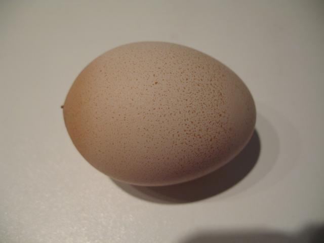 90403_odd_egg.jpg