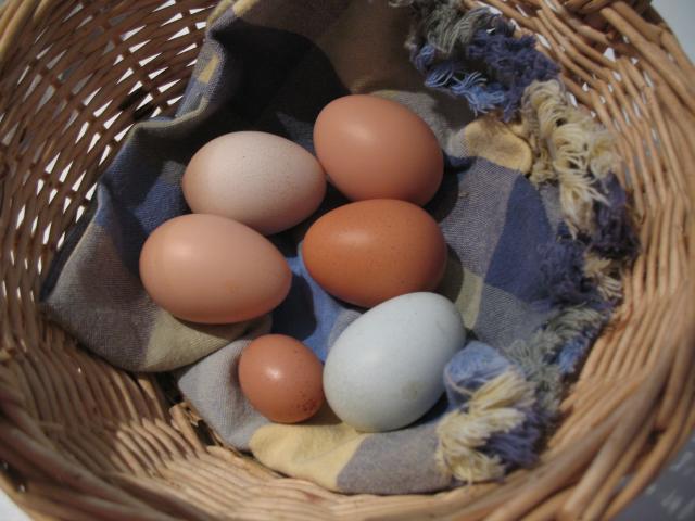 90403_odd_eggs.jpg