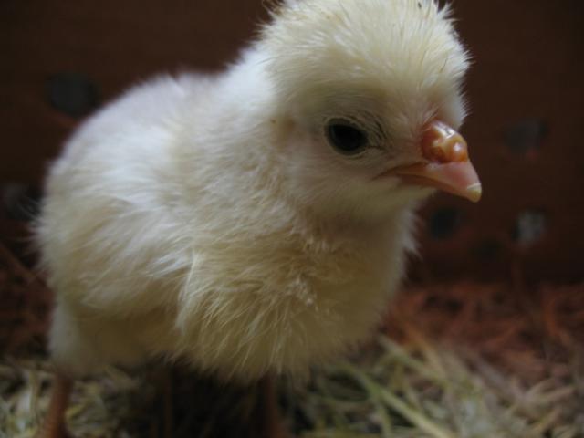 90403_white_chick.jpg