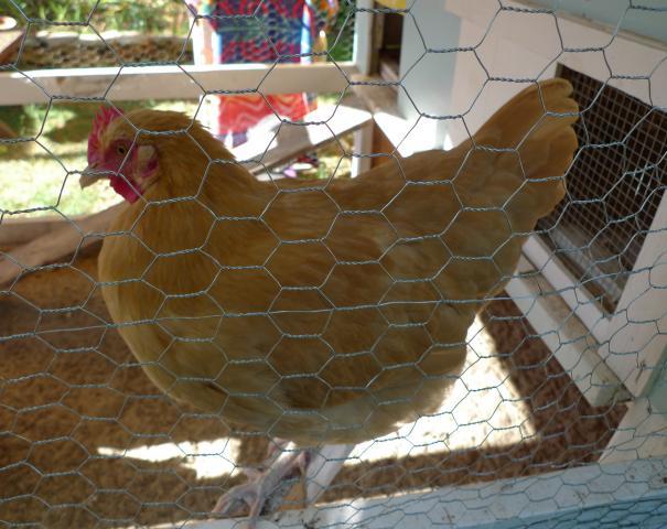 90450_p1020351.jpg