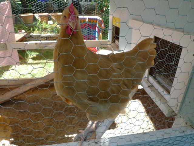 90450_p1020352.jpg
