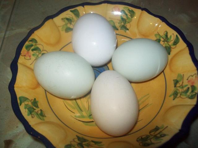 90494_bonus_egg_day_003.jpg