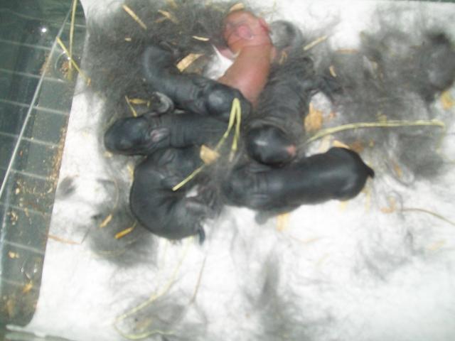 90494_chicken_brooder_and_chloes_babies_5-25-2011_009.jpg