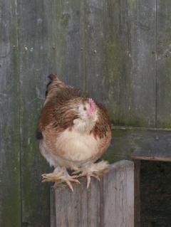 90594_faverolle.jpg