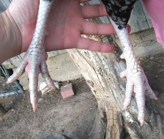 90594_feet.jpg