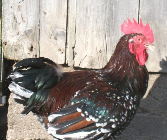 90594_ssroor1.jpg