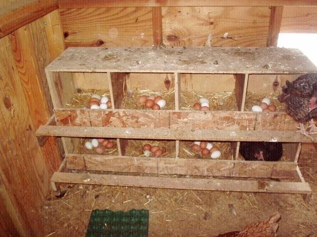 How many square feet per chicken in the coop? BackYard 