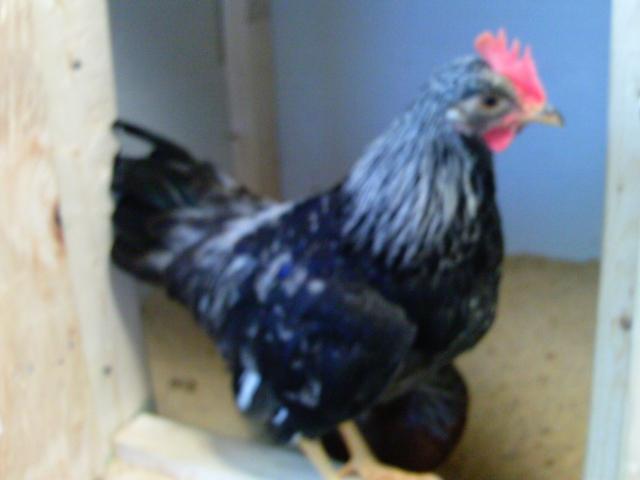 90646_ptdc0269.jpg