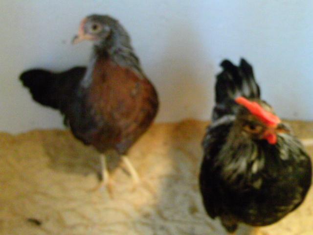 90646_ptdc0274.jpg