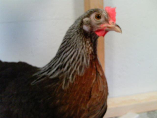 90646_ptdc0363.jpg