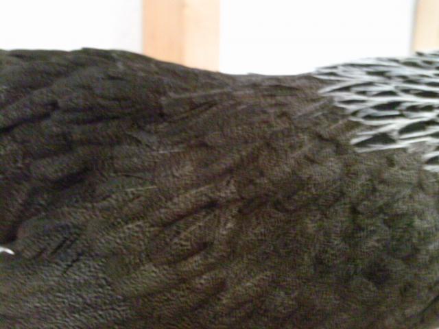 90646_ptdc0364.jpg
