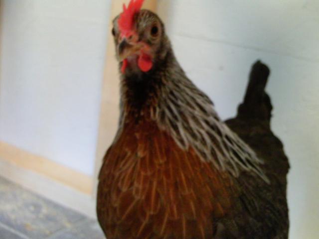 90646_ptdc0367.jpg