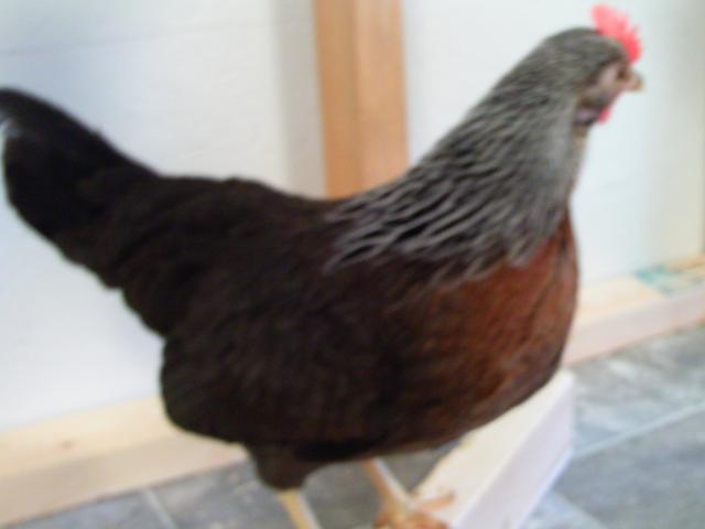 90646_ptdc0369.jpg