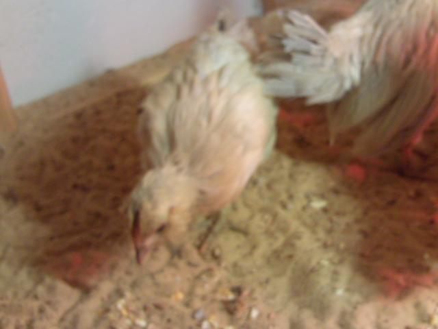 90646_ptdc0379.jpg