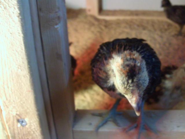 90646_ptdc0388.jpg