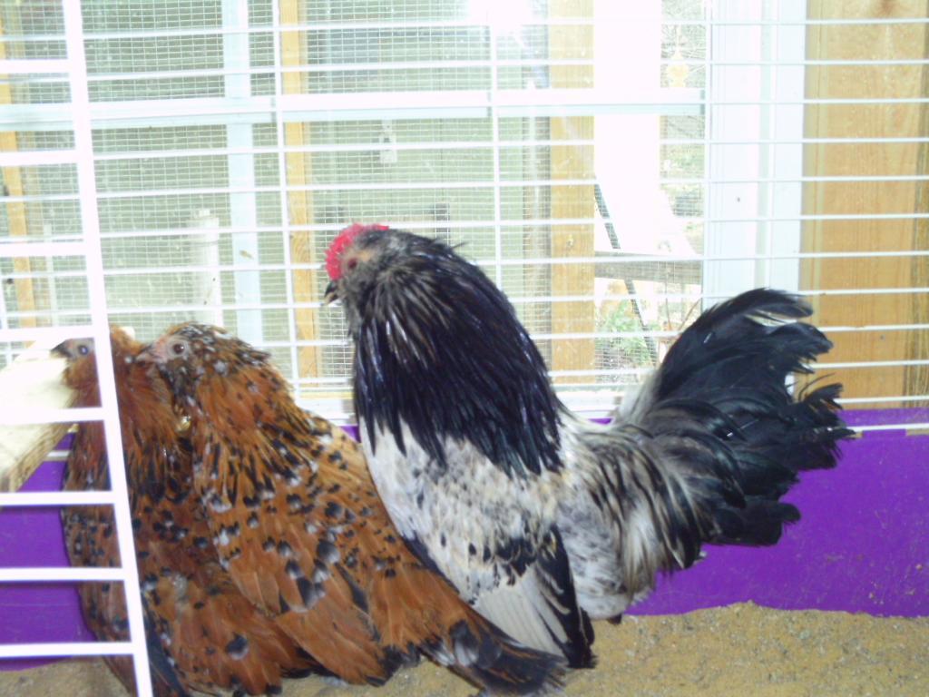90646_ptdc0572.jpg