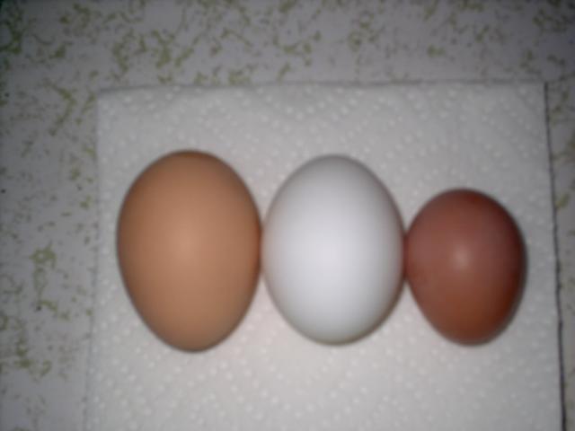 90662_pullet_egg.jpg