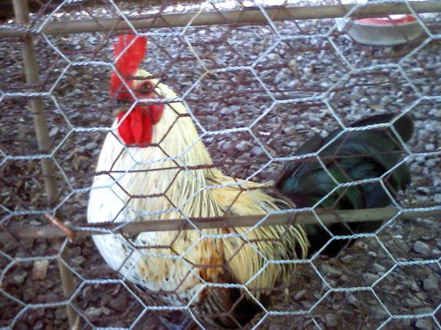 9072_rooster.jpg