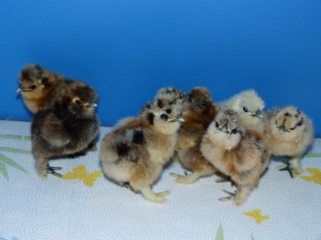 9077_partridge_chicks_040.jpg